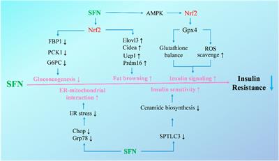 Therapeutic potential of sulforaphane in liver diseases: a review